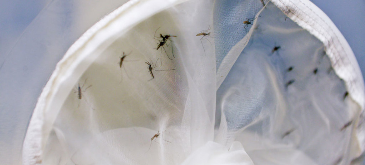 No Brasil, chefe da AIEA elogia projeto que combate o mosquito da dengue