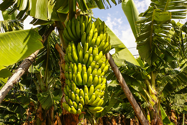 Veja como a tecnologia nuclear poderia salvar as bananas